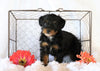 Jack-a-poo For Sale Applecreek, OH Female- Queenie