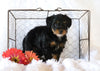 Jack-a-poo For Sale Applecreek, OH Female- Queenie
