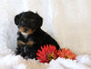 Jack-a-poo For Sale Applecreek, OH Female- Queenie