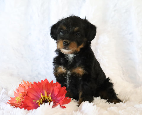 Jack-a-poo For Sale Applecreek, OH Female- Queenie