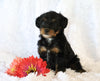 Jack-a-poo For Sale Applecreek, OH Female- Queenie