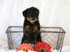 Jack-a-poo For Sale Applecreek, OH Female- Queenie