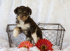 Jack-a-poo For Sale Applecreek, OH Female- Olivia