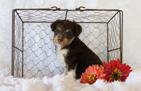 Jack-a-poo For Sale Applecreek, OH Female- Olivia