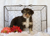Jack-a-poo For Sale Applecreek, OH Female- Olivia