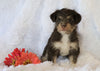 Jack-a-poo For Sale Applecreek, OH Female- Olivia