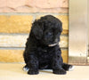 Mini Goldendoodle For Sale Fredericksburg, OH Female- Vanessa