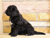 Mini Goldendoodle For Sale Fredericksburg, OH Male- Baxter