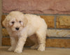 Mini Goldendoodle For Sale Fredericksburg, OH Female- Scarlet