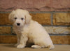 Mini Goldendoodle For Sale Fredericksburg, OH Female- Sophia
