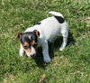 Rat Terrier For Sale Tampico Illinois Female-Daisy