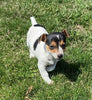 Rat Terrier For Sale Tampico Illinois Female-Daisy
