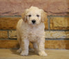 Mini Goldendoodle For Sale Fredericksburg, OH Male- Finn