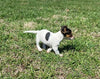Rat Terrier For Sale Tampico Illinois Female-Daisy