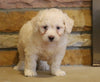 Mini Goldendoodle For Sale Fredericksburg, OH Male- Sawyer
