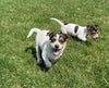 Rat Terrier For Sale Tampico Illinois Female-Daisy