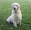 Mini Goldendoodle For Sale Fredericksburg, OH Male- Finn