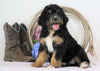Standard Bernedoodle For Sale Sugarcreek, OH Male- Rocky