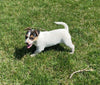 Rat Terrier For Sale Tampico Illinois Female-Charlotte