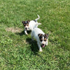Rat Terrier For Sale Tampico Illinois Female-Charlotte