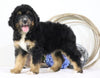 Standard Bernedoodle For Sale Sugarcreek, OH Male- Rocky