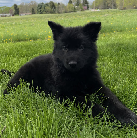 Long Haired German Shepherd For Sale Mansfield OH Female-Chloe