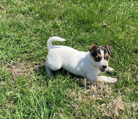 Rat Terrier For Sale Tampico Illinois Female-Charlotte