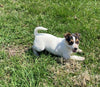 Rat Terrier For Sale Tampico Illinois Female-Charlotte