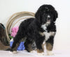 Standard Bernedoodle For Sale Sugarcreek, OH Male- Rascal