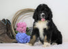 Standard Bernedoodle For Sale Sugarcreek, OH Male- Marshall