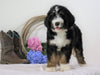 Standard Bernedoodle For Sale Sugarcreek, OH Male- Chase