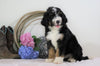 Standard Bernedoodle For Sale Sugarcreek, OH Male- Chase