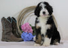 Standard Bernedoodle For Sale Sugarcreek, OH Female- Skye