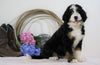 Standard Bernedoodle For Sale Sugarcreek, OH Female- Skye