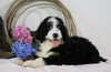Standard Bernedoodle For Sale Sugarcreek, OH Female- Skye