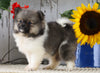 ACA Registered Pomeranian For Sale Millersburg, OH Female- Penny