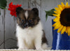 ACA Registered Pomeranian For Sale Millersburg, OH Female- Angel