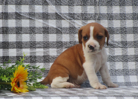 Beabull For Sale Fredericksburg, OH Male- Rambo