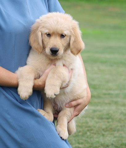 AKC Registered Golden Retriever For Sale Wooster, OH Male- Sam