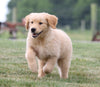 AKC Registered Golden Retriever For Sale Wooster, OH Female- Sophie