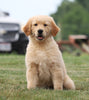 AKC Registered Golden Retriever For Sale Wooster, OH Female- Sophie