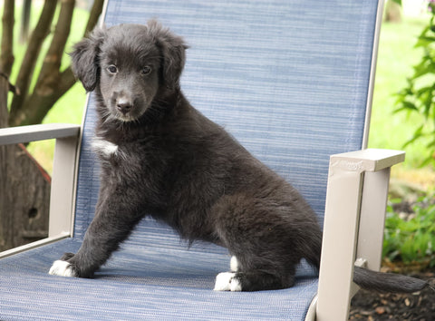 Golden Collie For Sale Fredericksburg, OH Female- Beth