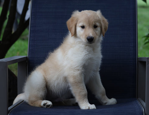 Golden Collie For Sale Fredericksburg, OH Male- Otis
