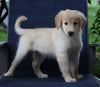 Golden Collie For Sale Fredericksburg, OH Female- Odella