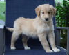 Golden Collie For Sale Fredericksburg, OH Female- Ollie