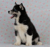 Siberian Husky For Sale Fredericksburg, OH Male- Floyd