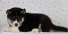 Siberian Husky For Sale Fredericksburg, OH Male- Floyd