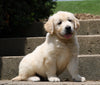 AKC Registered Golden Retriever For Sale Fredericksburg, OH Male- Bingo