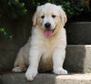 AKC Registered Golden Retriever For Sale Fredericksburg, OH Male- Bingo