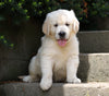 AKC Registered Golden Retriever For Sale Fredericksburg, OH Male- Buster
